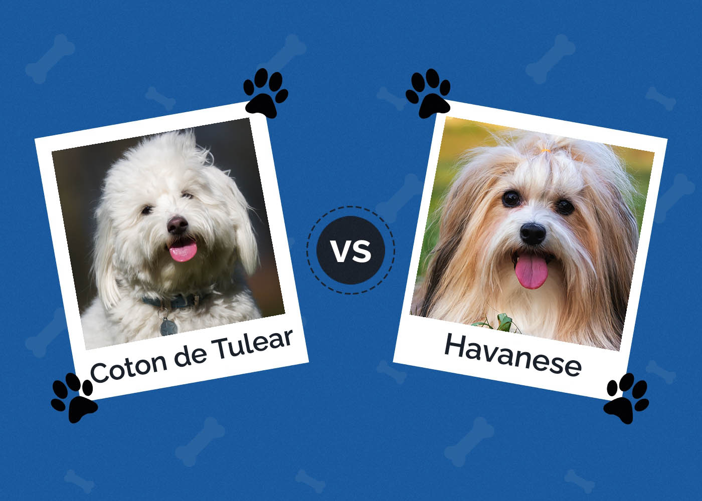Coton de Tulear vs Havanese