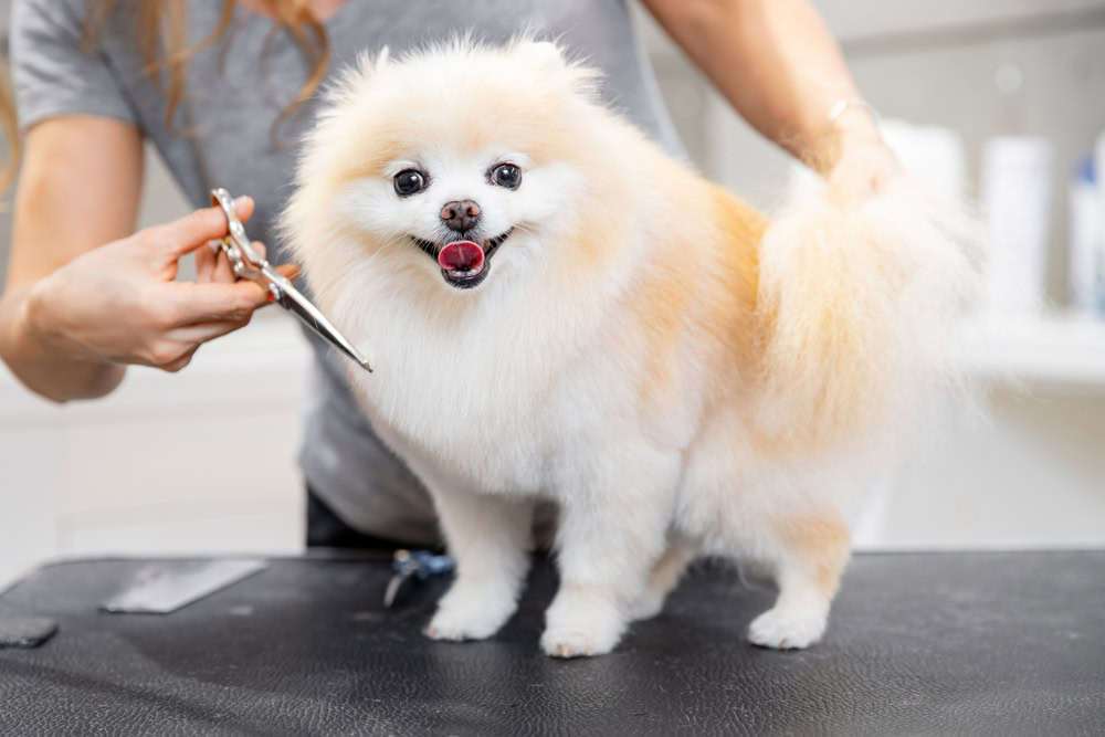 Creamy white Pomeranian dig getting trimmed grooming