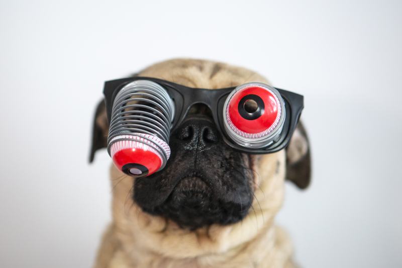 Cute and funny pug wearing googly eyes glasses