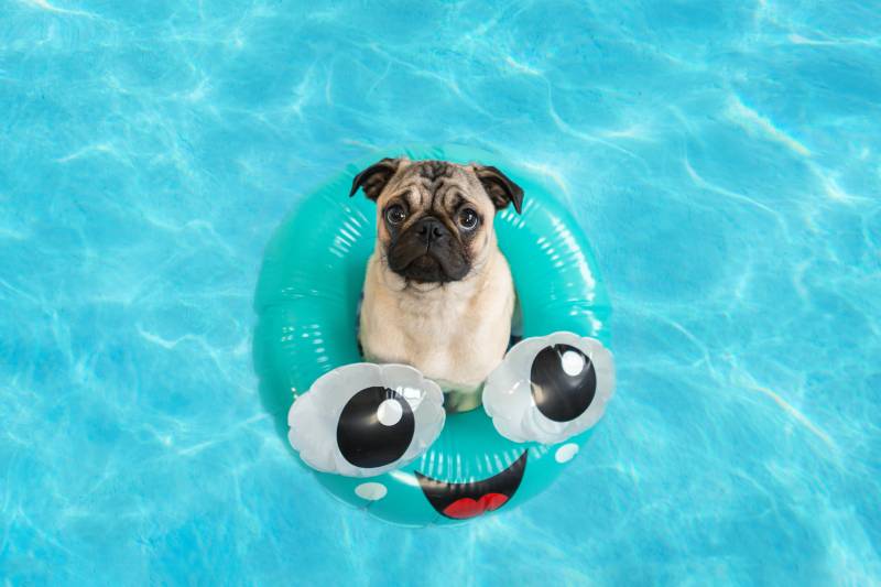 cute little pug puppy floating in a pool in a fun inflatable ring