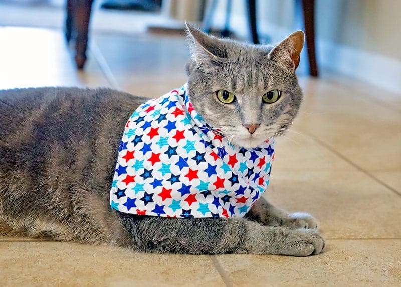 DIY Cat Outfits- Sew A Patriotic Cat-Kerchief