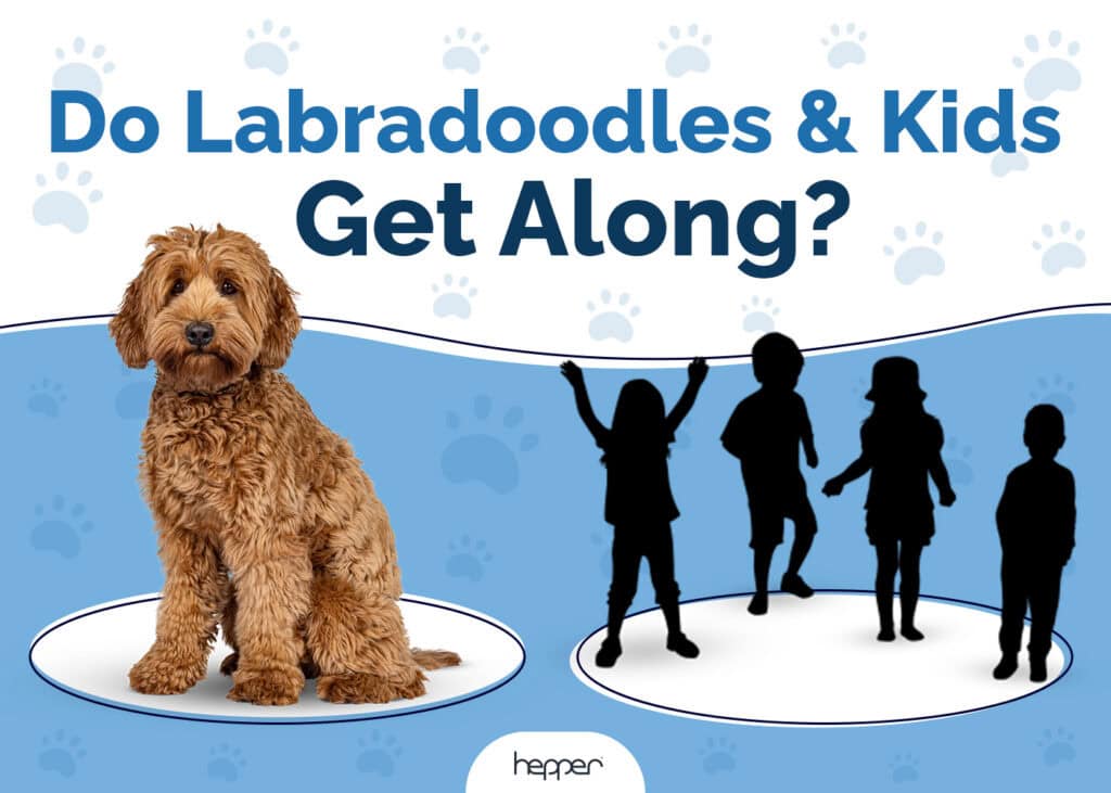 Do Labradoodles and Kids Get Along