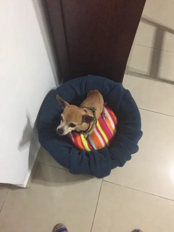 Dog Booster Car Seat (NO SEW)