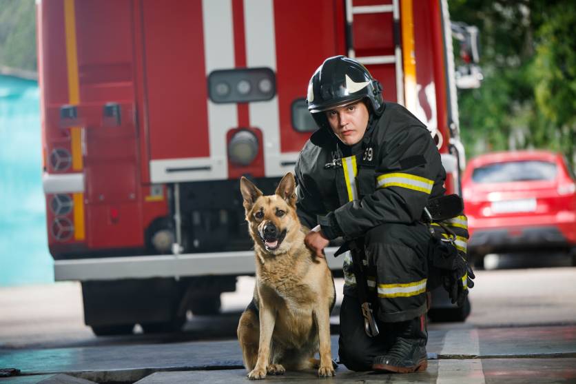 Dog Fire
