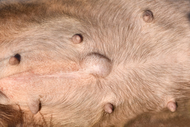 Image Credit: Firn, Shutterstock