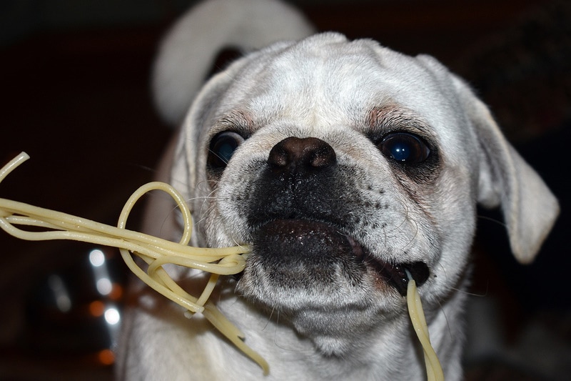 Dog biting on noodles