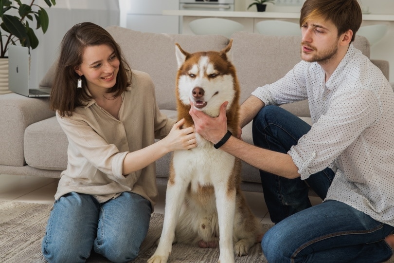 Dog getting a massage from owners