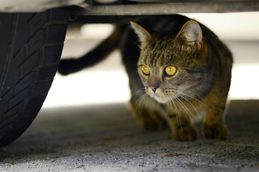 Domestic cat - under the car