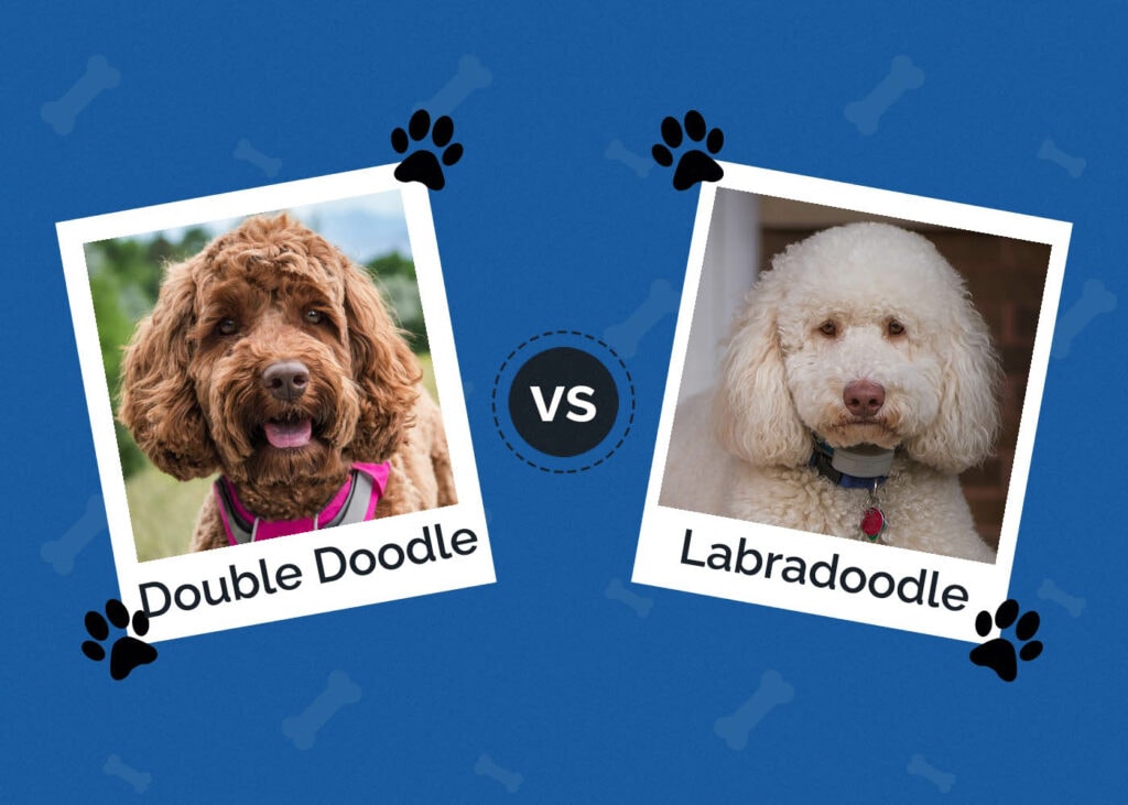 Double Doodle vs Labradoodle