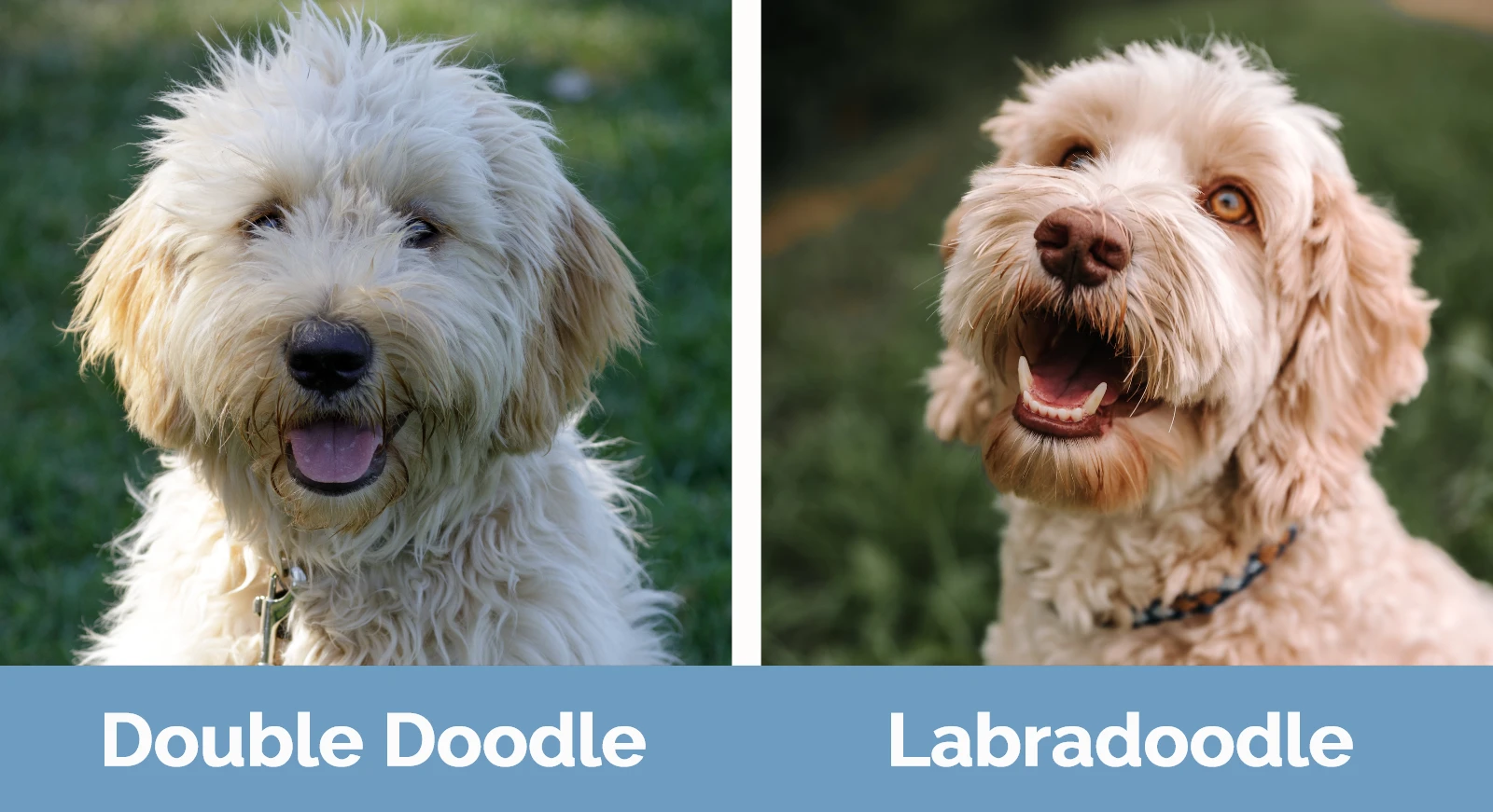Double Doodle vs Labradoodle - Visual Differences