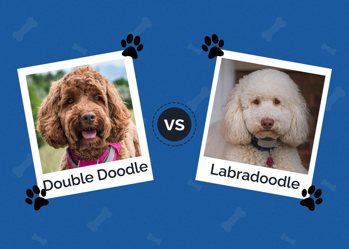 Double Doodle vs Labradoodle