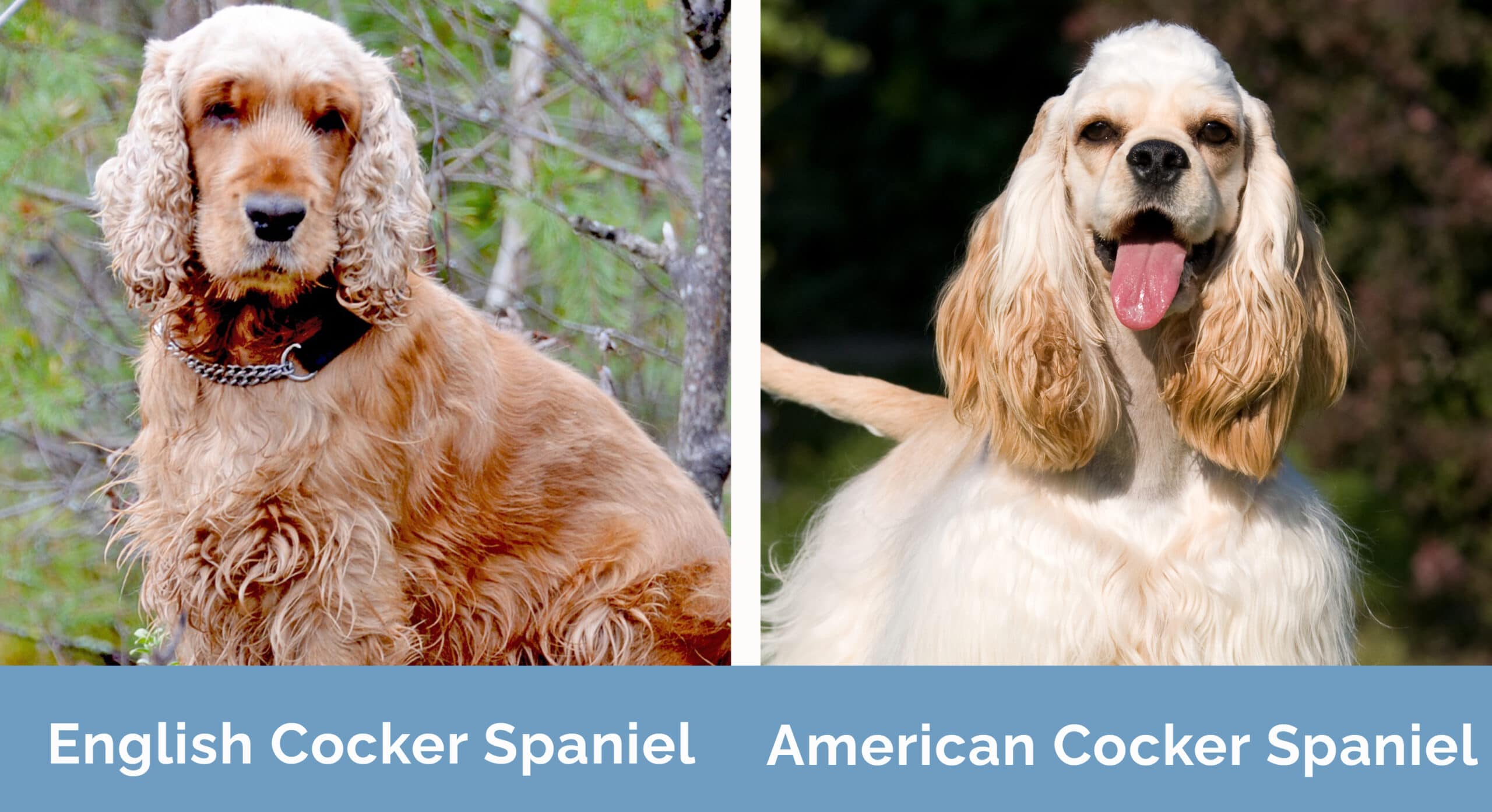 English vs American Cocker Spaniel side by side