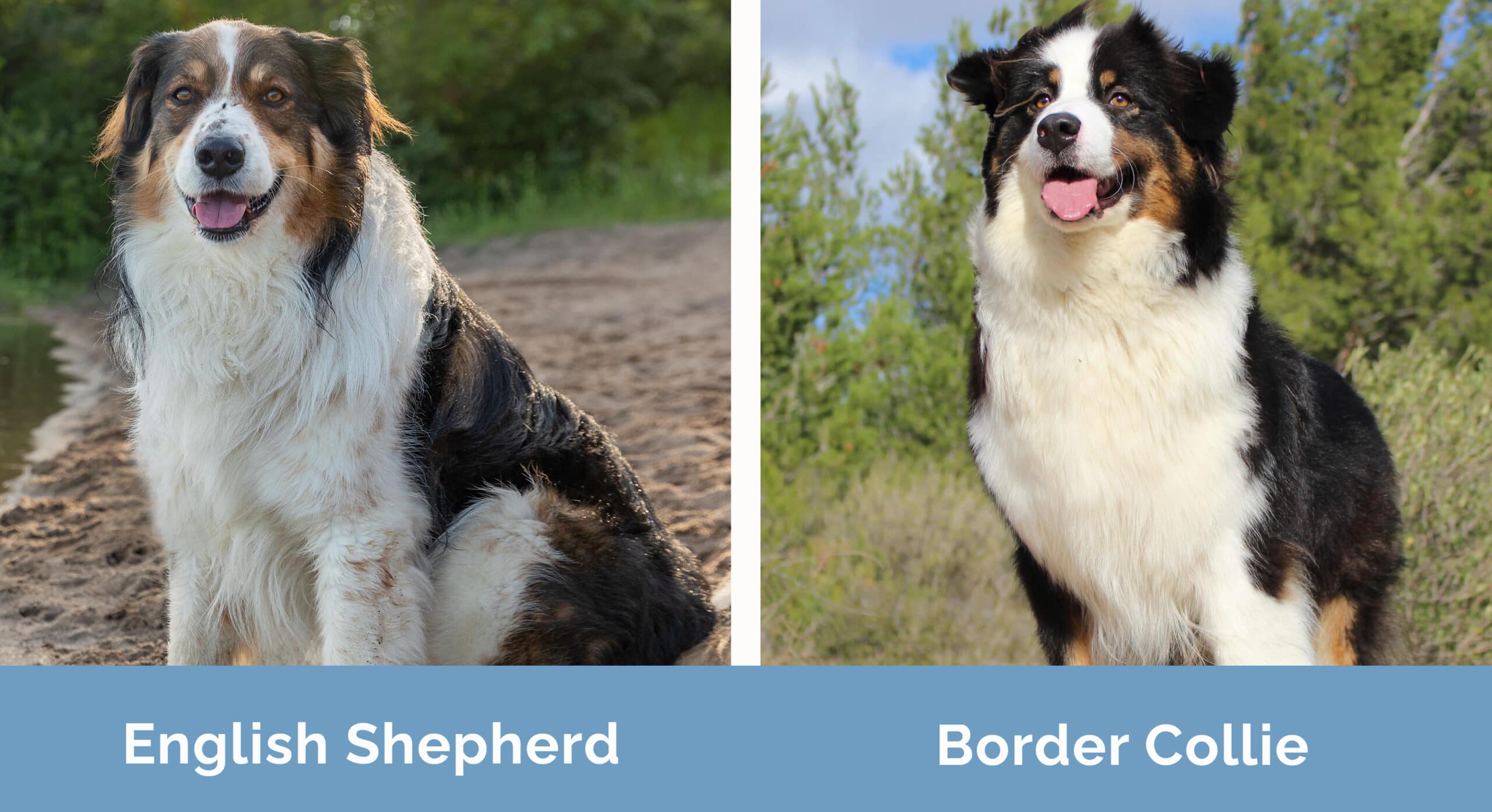 English Shepherd vs Border Collie side by side