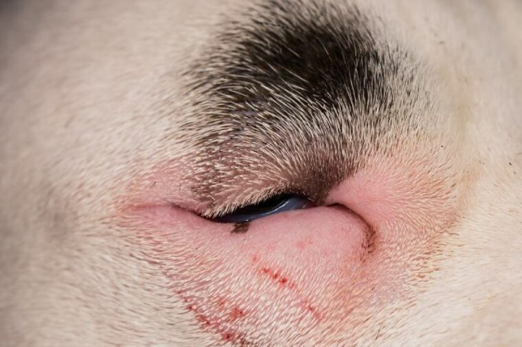 My Dog's Eye Is Red: Vet-Reviewed Advice & Recommendations | Hepper Pet ...