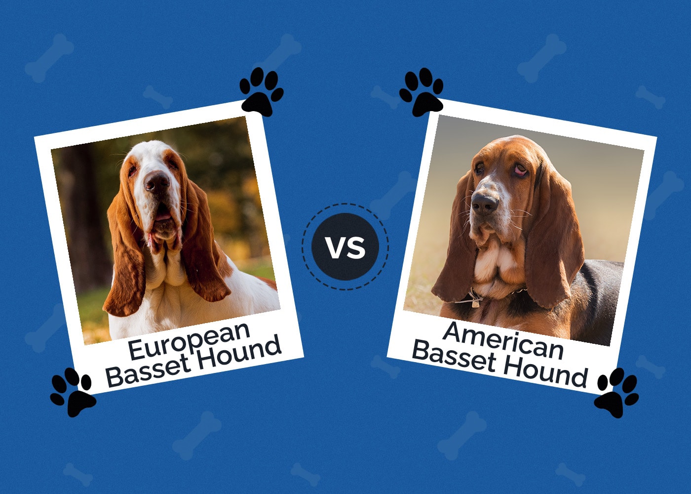 European vs American Basset Hound