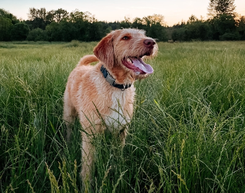 F1 labradoodle standing on the grass