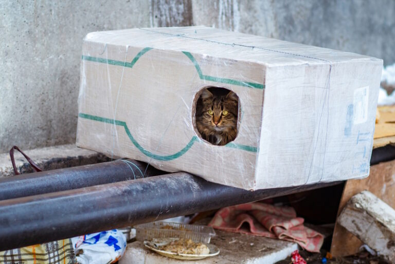 How To Treat Mange in Feral Cats: 5 Vet Approved Methods | Hepper Pet ... - Mange Treatment For Outdoor Cats