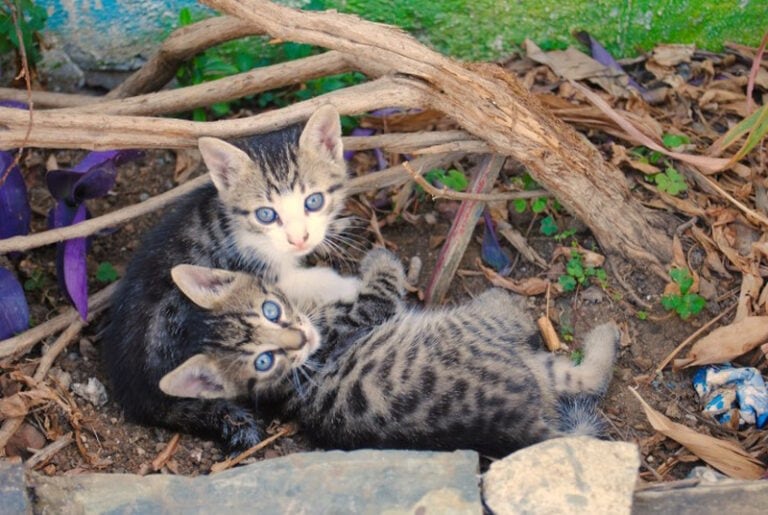 how-often-do-feral-cats-move-their-kittens-maternal-instincts