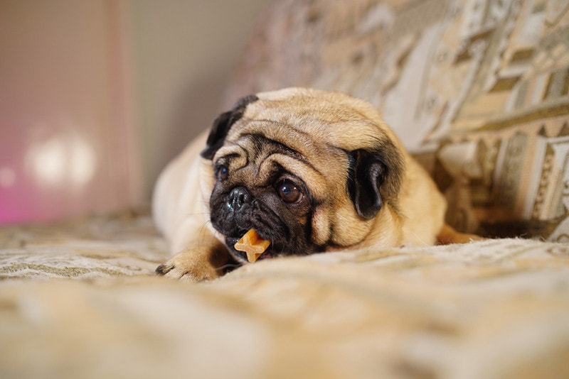 Funny pug chewing on a treat