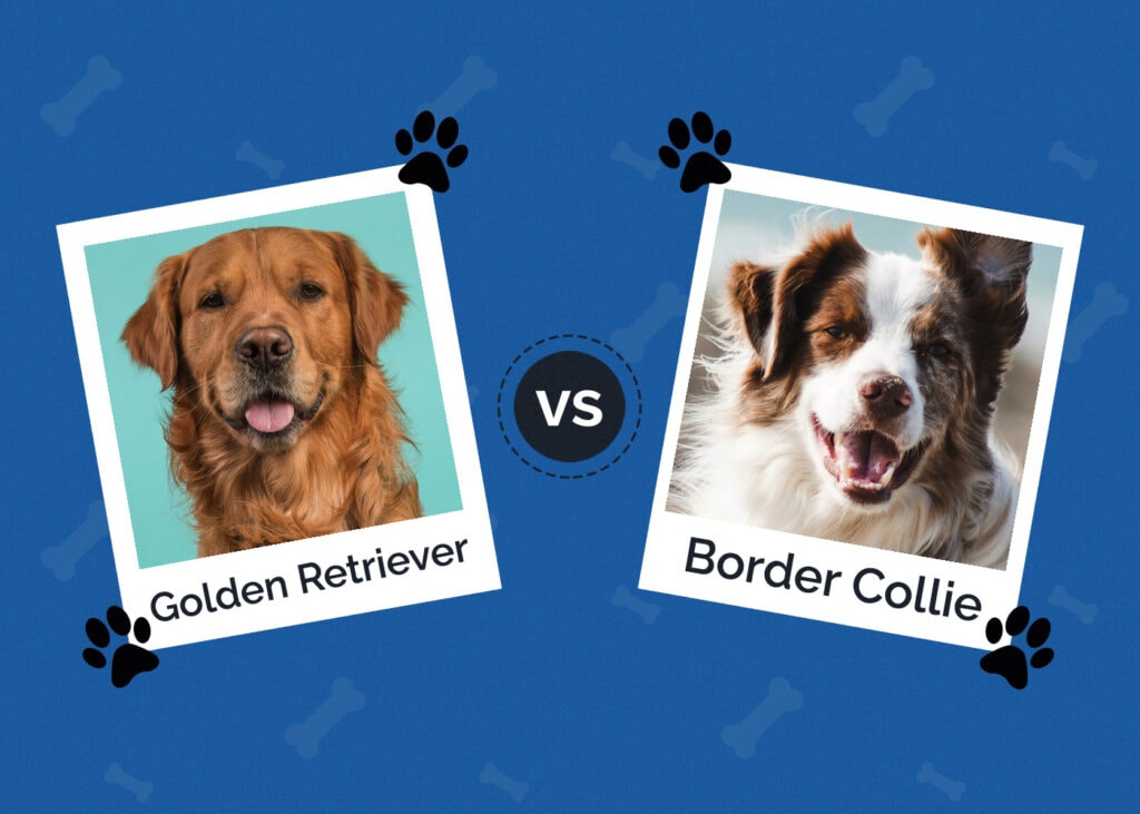 Golden Retriever vs Border Collie