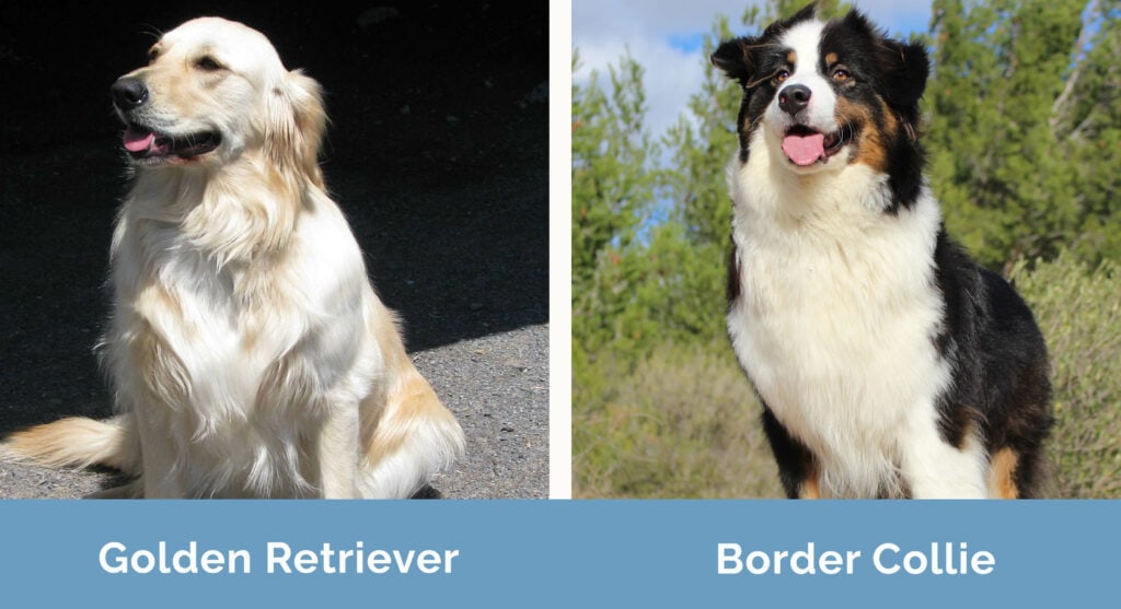Golden Retriever vs Border Collie side by side
