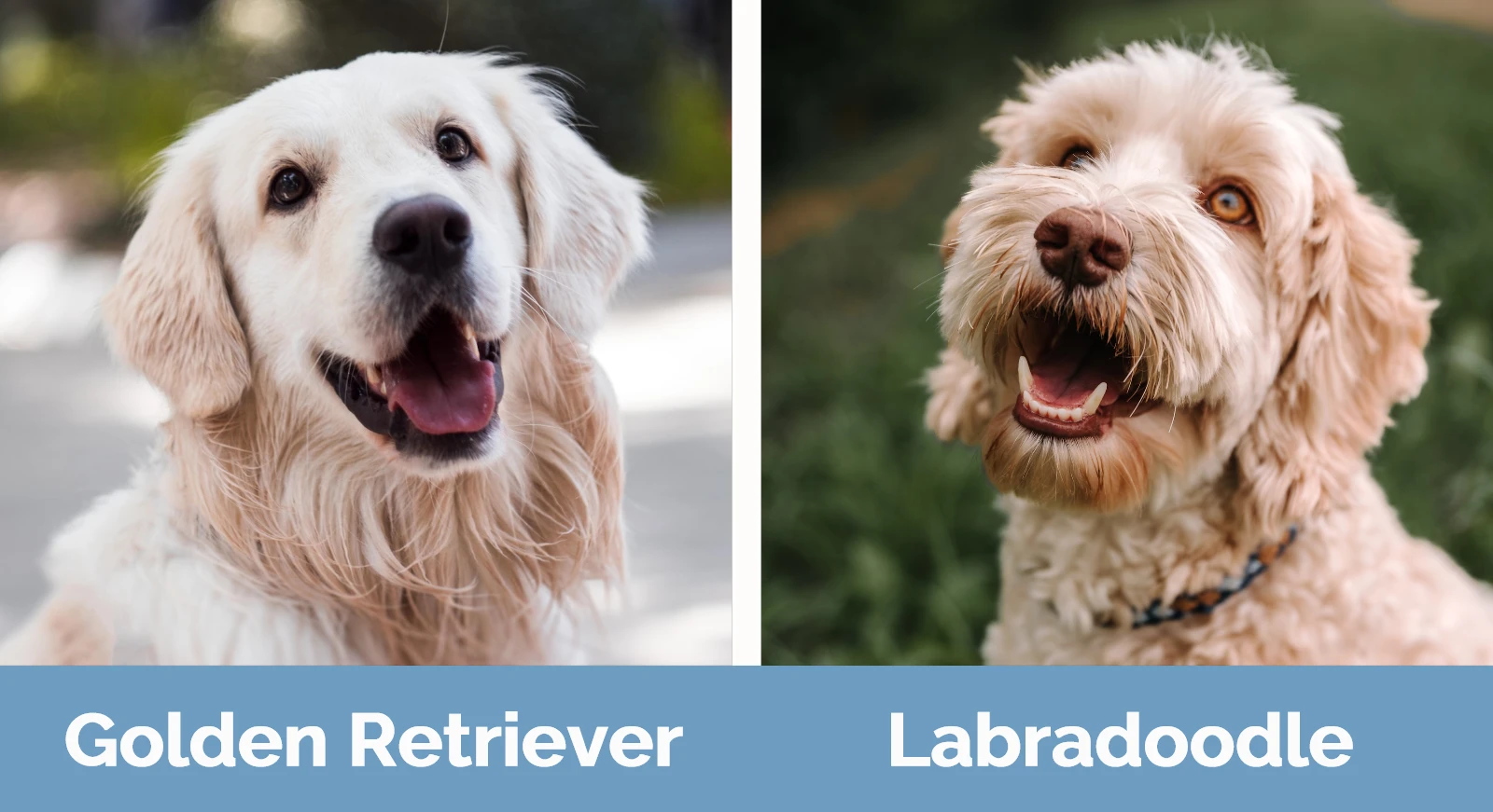 Golden Retriever vs Labradoodle - Visual Differences