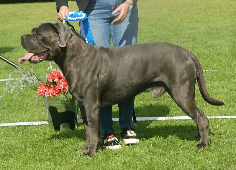 Grey Brindle Cane Corso