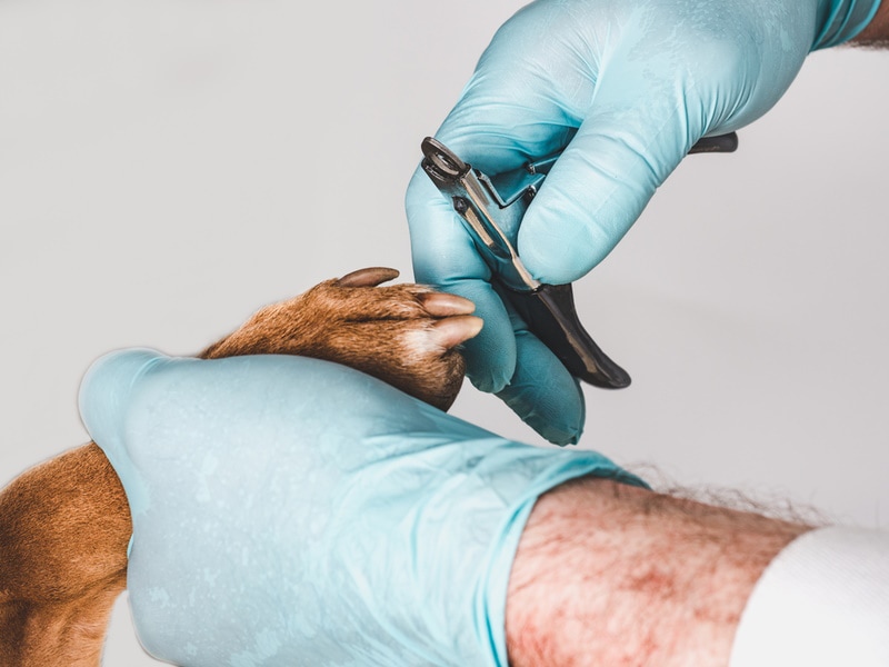 Groomer about to cut pitbull nail