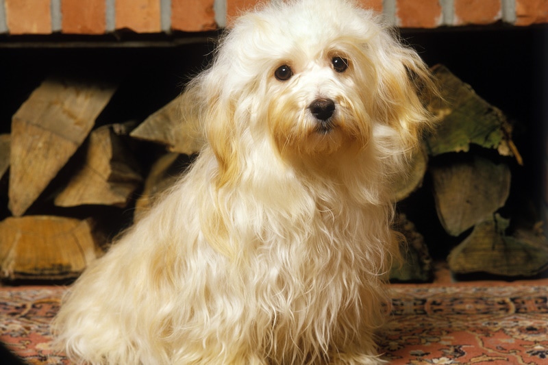 Havana silk dog sitting in the rug