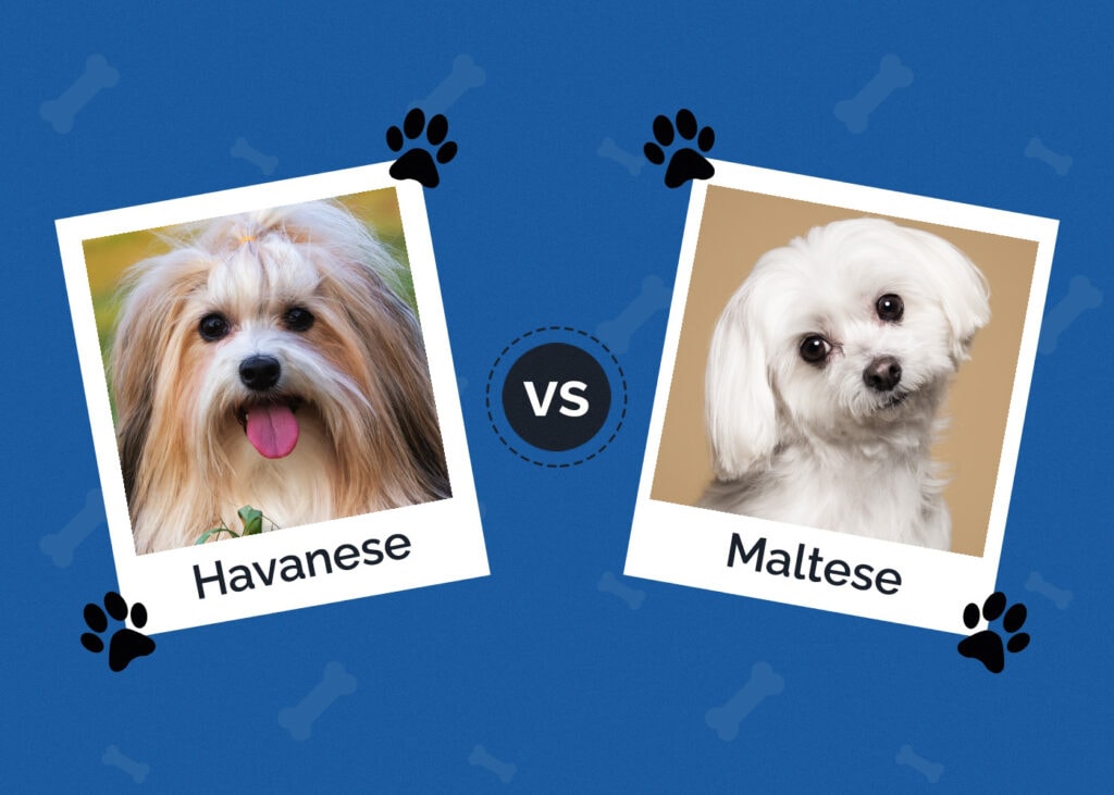 Havanese vs Maltese