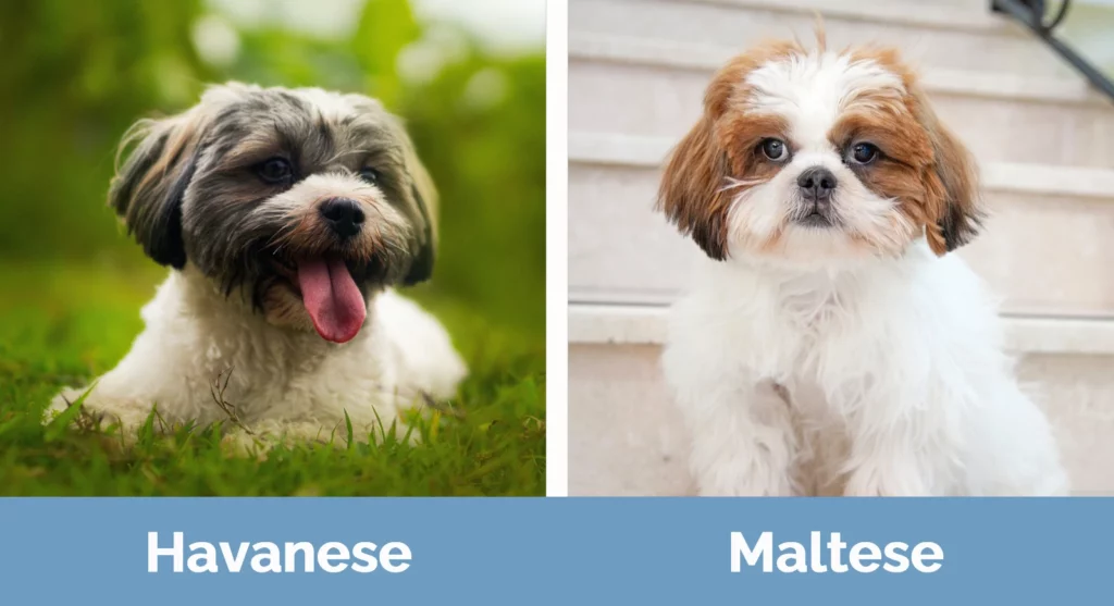 Havanese vs Maltese - Visual Differences