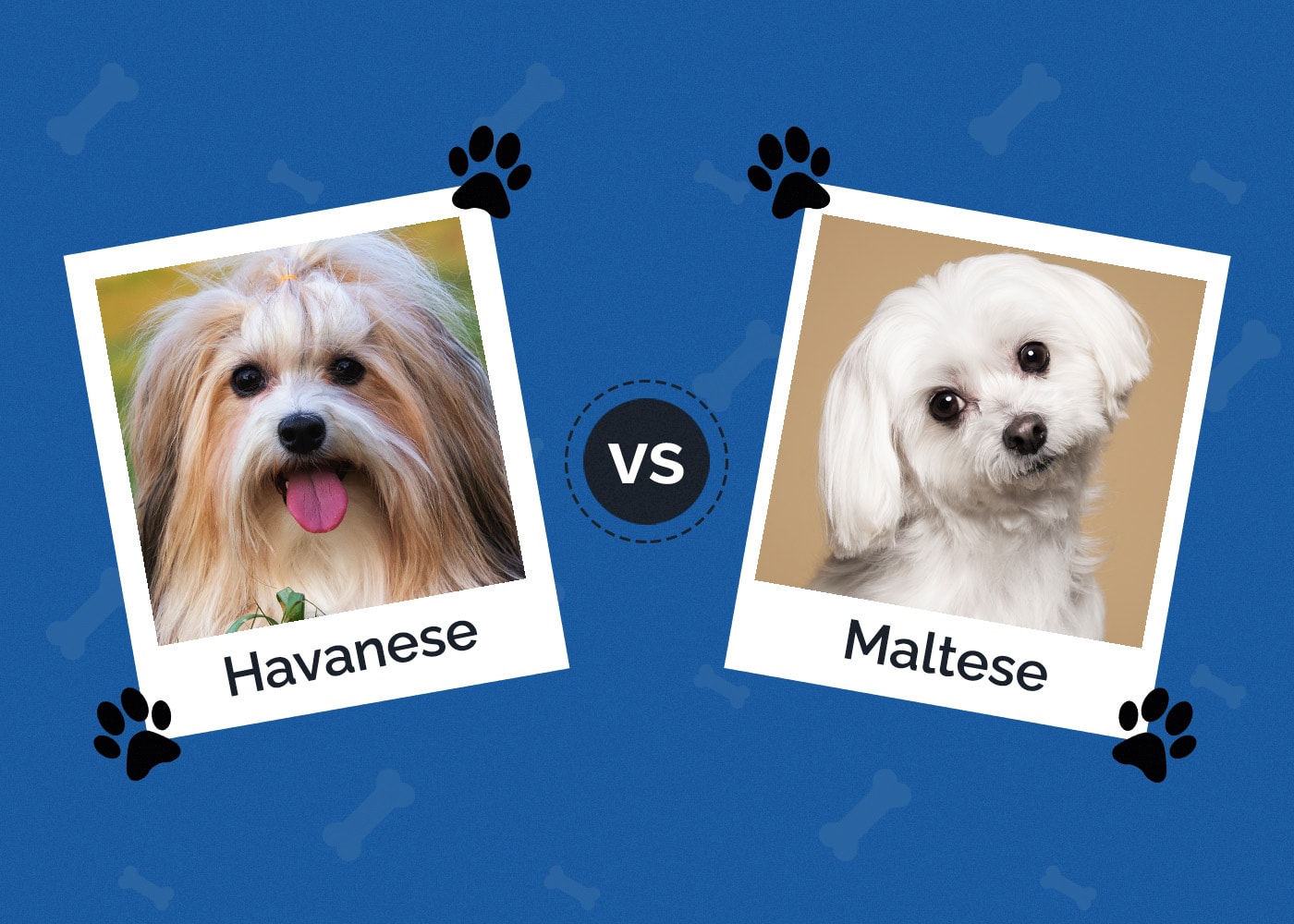 Havanese vs Maltese