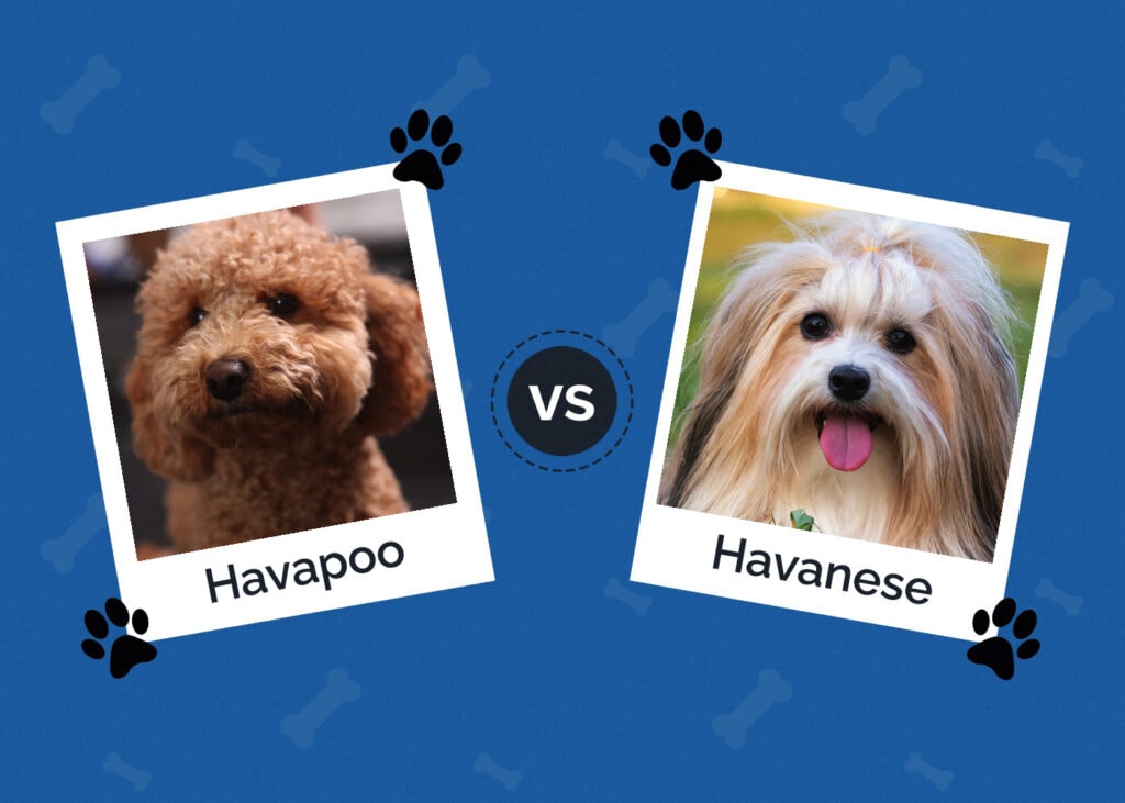 Havapoo vs Havanese