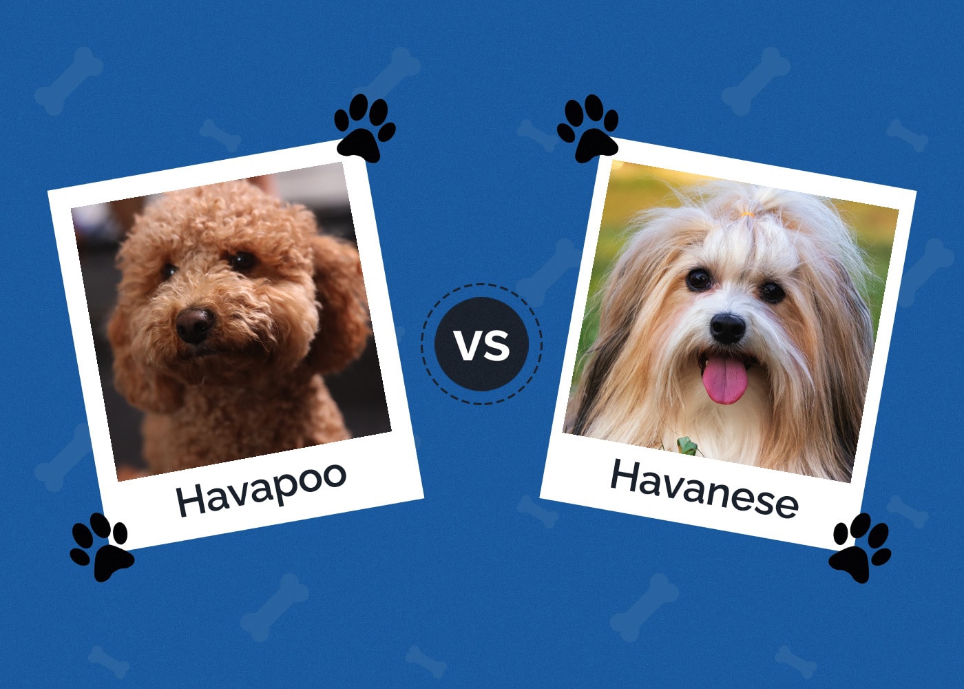 Havapoo vs Havanese