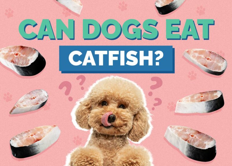 Hepper_Can Dogs Eat_Catfish