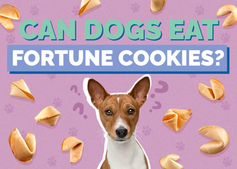 Hepper_Can Dogs Eat_Fortune Cookies