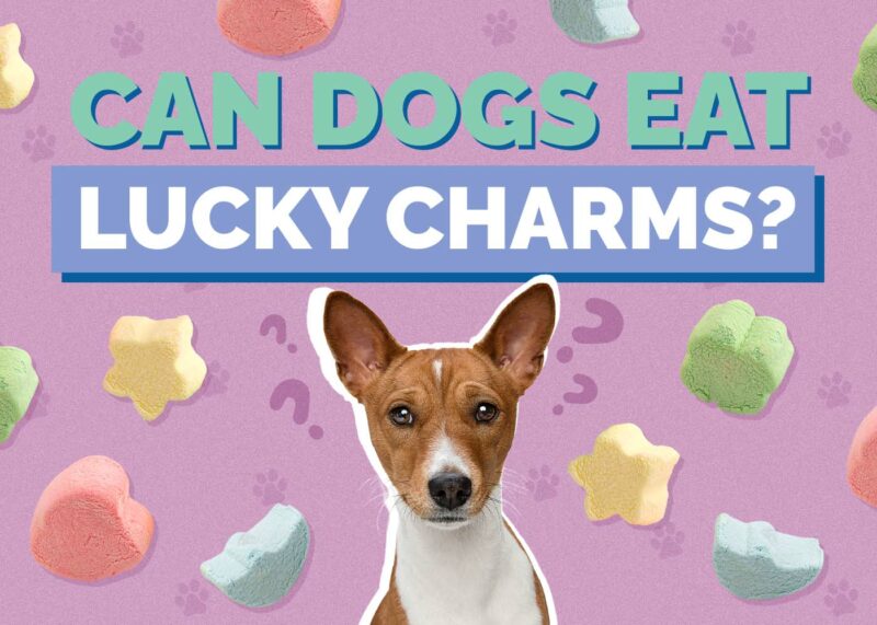 Hepper_Can Dogs Eat_Lucky Charms