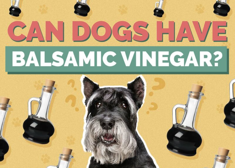 Hepper_Can Dogs Have_Balsamic Vinegar
