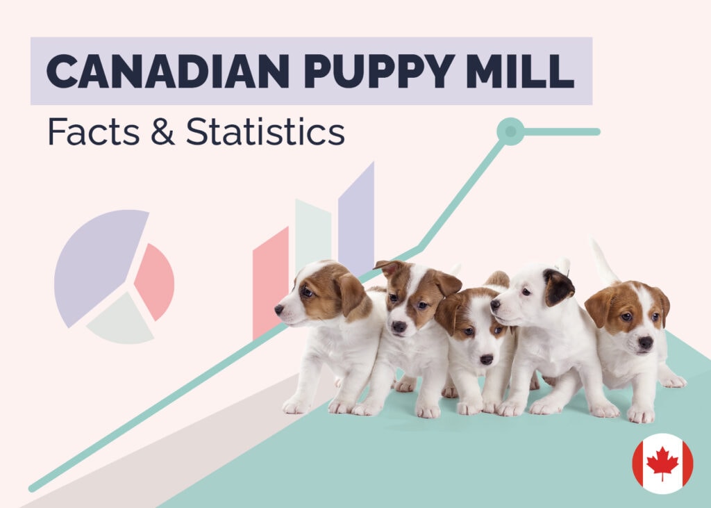 Canadian Puppy Mill Facts and Statistics