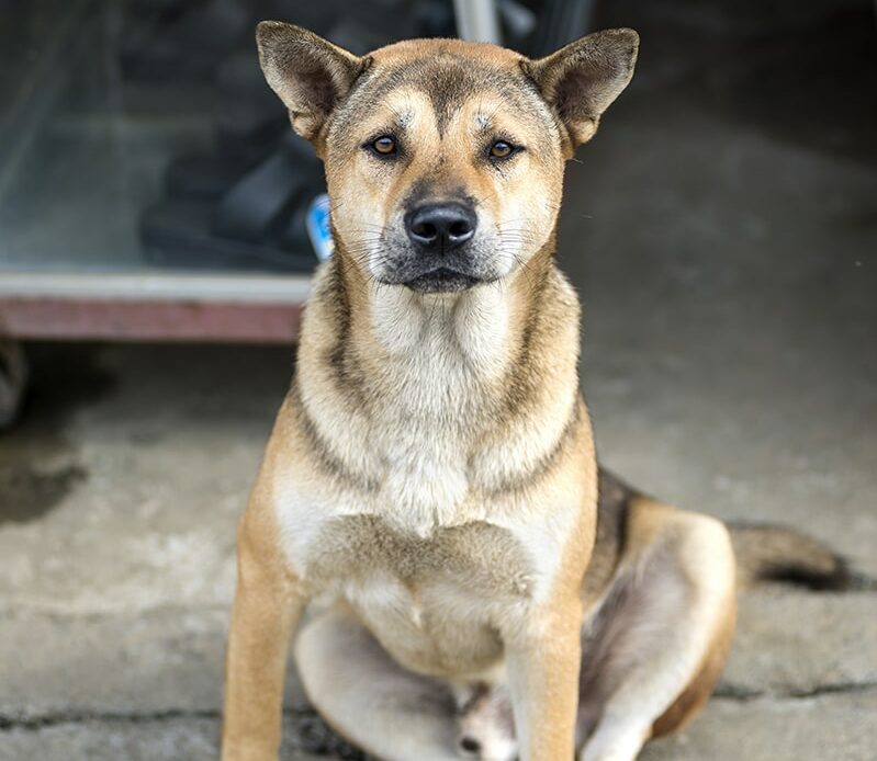 Hmong dog guarding the house