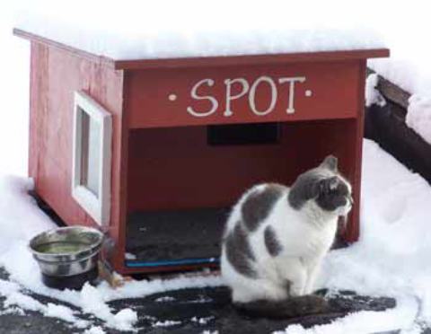 How to Build a Feral Cat Shelter