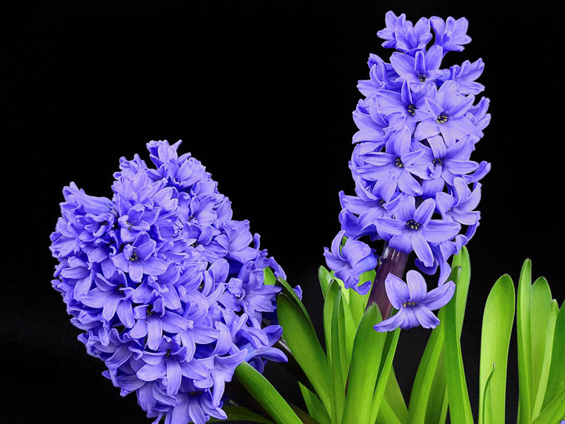 Hyacinth