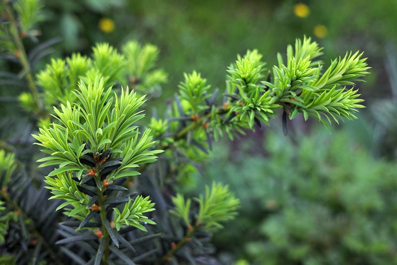 Japanese yew
