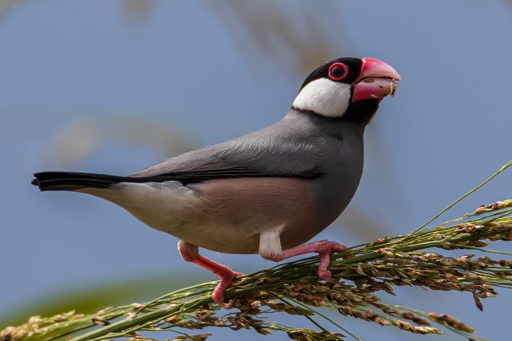Java finch sitting on tree branch