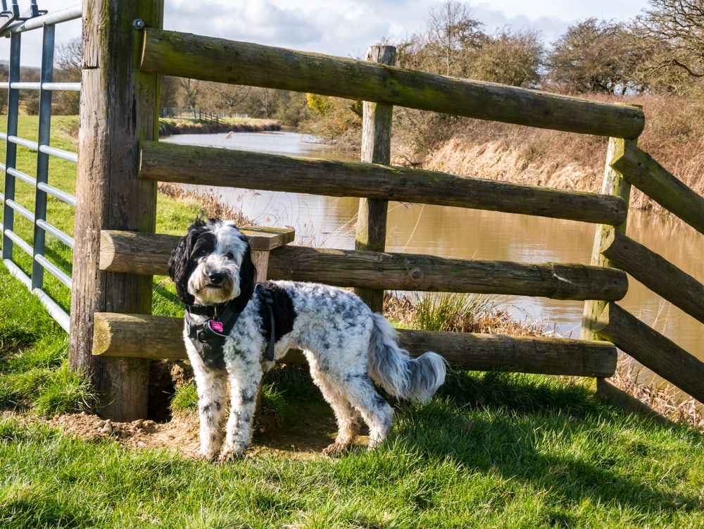 Labradoodle parti puppy