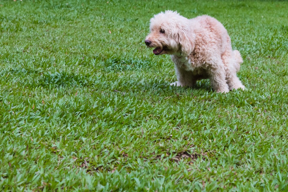Labradoodle pooping in the grass