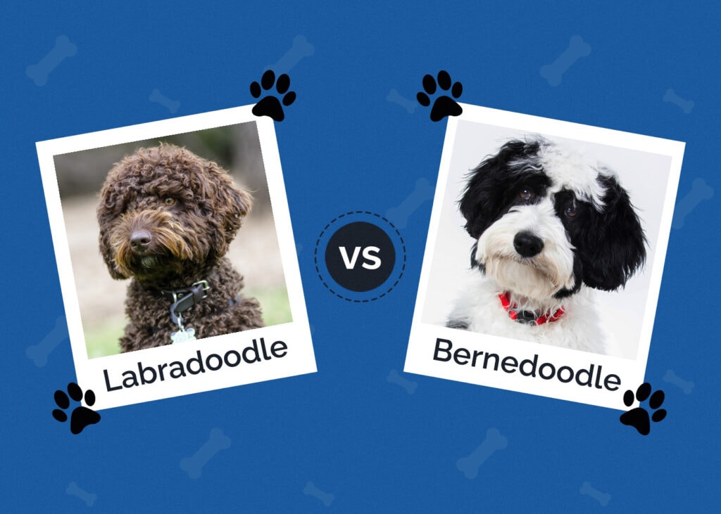 Labradoodle vs Bernedoodle