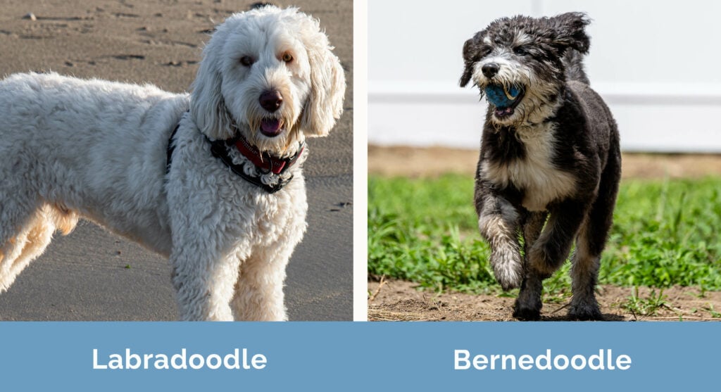 Labradoodle vs Bernedoodle side by side