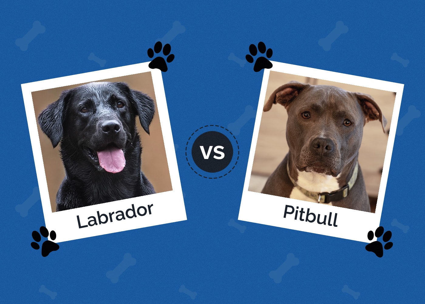 Labrador vs Pitbull