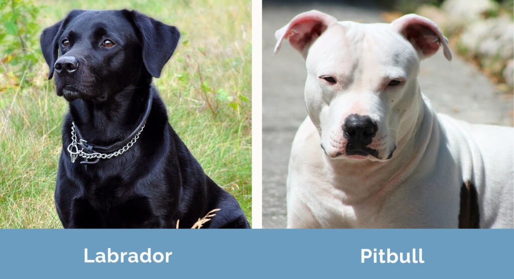 Labrador vs Pitbull side by side